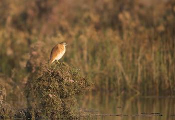 Squacco Heron in flight perched on the top of bush