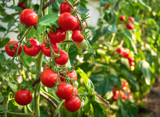Ripe tomato plant growing in greenhouse. Fresh bunch of red natural tomatoes on a branch in organic vegetable garden. Blurry background and copy space for your advertising text message - obrazy, fototapety, plakaty
