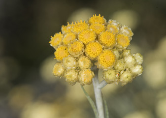 Helichrysum stoechas Common shrubby everlasting flower of god shrub plant with yellow flower corsages with waxy-looking calyx on unfocused greenish brown background
