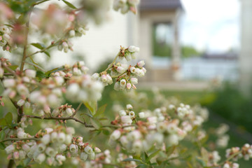Blueberry bush blooms in spring.
