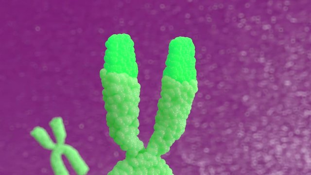 3d animation X chromosomes. Telomerase restores short bits of DNA known as telomeres, which are otherwise shortened when a cell divides via mitosis. 