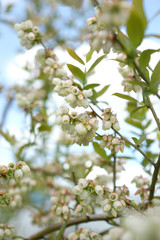 Blueberry bush blooms in spring.