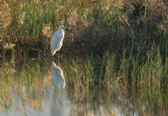 Great Egret in its habitat at Buhair lake, Bahrain