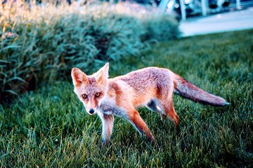 fox in the wild