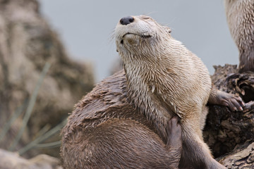 otter enjoys a scratch