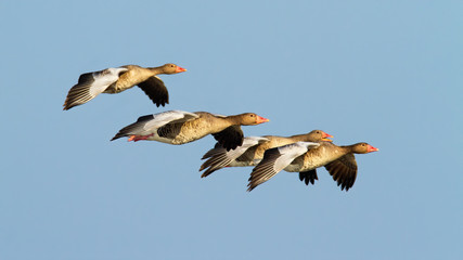 Flock of greylag goose, anser anser, flying against clear blue sky at sunset. goose landing in sun from side. Numerous group of wild birds in the air with open wings.