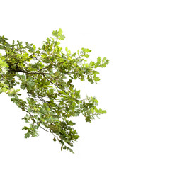 A branch of deciduous tree on a white background
