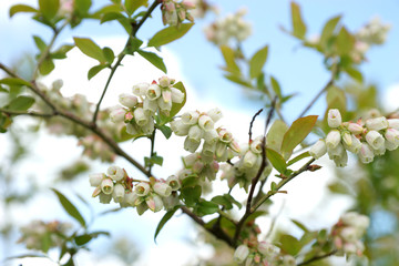 Blueberry bush blooms in spring.