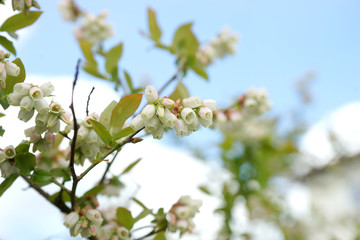Blueberry bush blooms in spring.