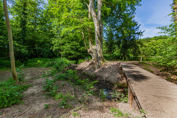 Simple pedestrian bridge over a stream with clean water in the forest surrounded by trees and green...