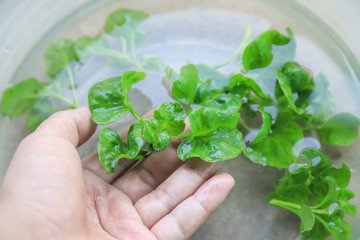 hand taking watercress leaf  from tree for being food ingredient 