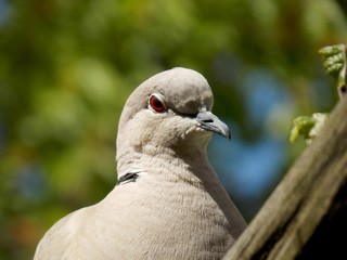 a young gray dove on a branch
