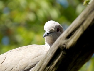 a young gray dove on a branch