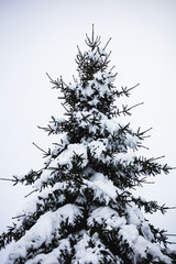 Pine evergreen tree covered with snow. Wintertime