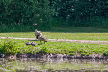 Obraz na płótnie Canvas Pair of Canada Geese with their newly hatched goslings on the shore of a pond with a trail, grass and green vegetation in the background, sunny day in Kelmonderbos Beek, South Limburg, the Netherlands