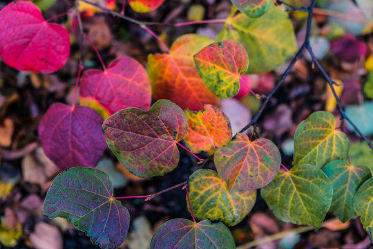 ornament of multi-colored autumnal fallen leaves on the branches of a tree or shrub. in the botanical garden, the park.
