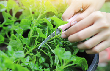 hand taking watercress leaf  from tree for being food ingredient 