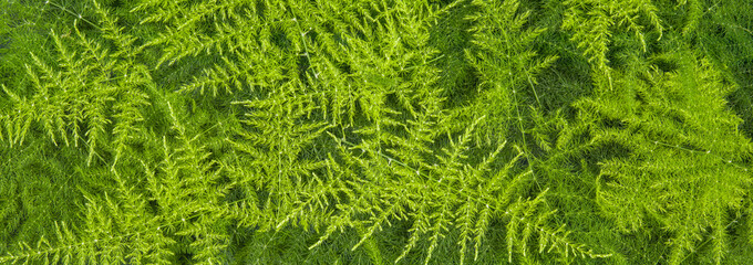 green grass background