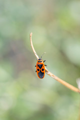Nice shoemaker insect quietly perched on a leafless branch and on a diffuse green background