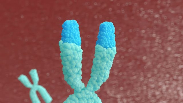 3d animation X chromosomes. Telomerase restores short bits of DNA known as telomeres, which are otherwise shortened when a cell divides via mitosis. 