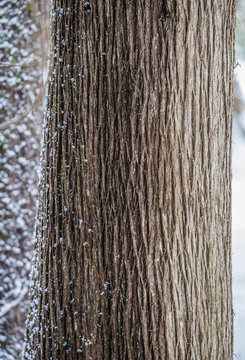 close up elm tree bark