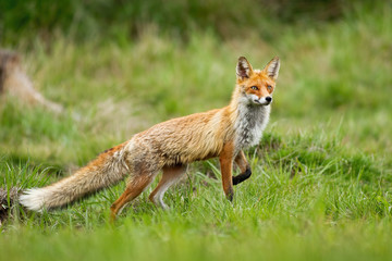 Naklejka na ściany i meble Elegant red fox, vulpes vulpes, taking a step with front leg on a glade with green grass in summer nature. Curious wild animal predator with orange fur walking from side view