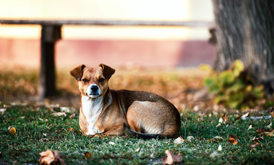 Portrait of a dog laying on the grass. Animals concept