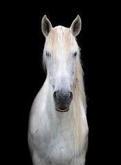 Obraz premium Head portrait of a black horse with black background