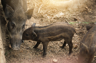wild boar baby in forest with parents 