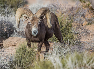 desert bighorn sheep on red rocks