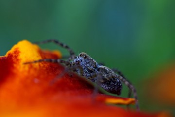 spider on a leaf