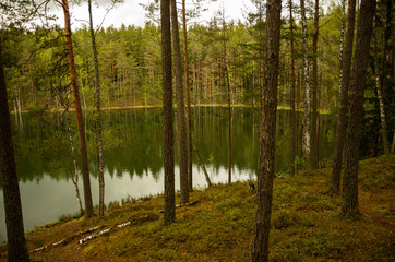 Obraz premium Green lake with many trees in the forest thicket
