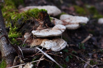 Fototapeta premium mushrooms in the woods