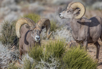 Obraz na płótnie Canvas desert bighorn sheep on red rocks