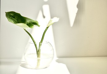 Calla in a vase on a white background with a shadow.