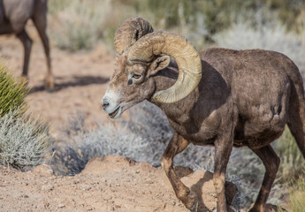 Naklejka na ściany i meble desert bighorn sheep on red rocks