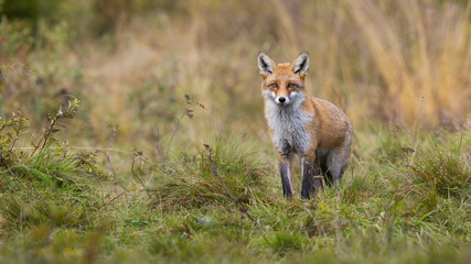 Fluffy red fox, vulpes vulpes, standing on a meadow from front view and looking into camera in autumn. Pastel colors in nature with orange mammal watching. Animal predator with copy space.
