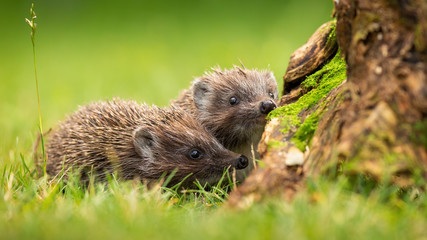 Two siblings of northern white-breasted hedgehog, erinaceus roumanicus, sniffing on green meadow in...