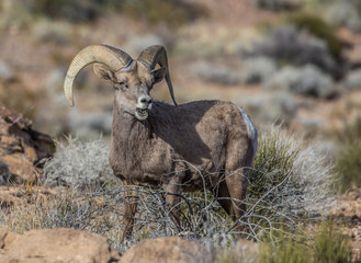 desert bighorn sheep on red rocks
