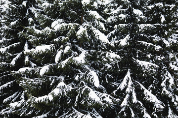 Close-up of pine evergreen tree covered with snow. Wintertime