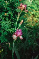 Decorative irises grow in the garden. Pink iris.