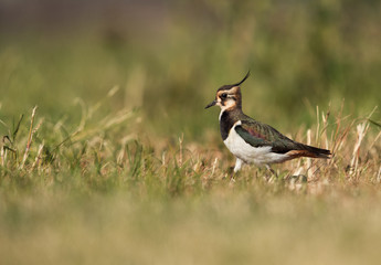 Northern Lapwing in green