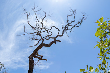 
chapada dos veadeiros
alto paraiso
goias