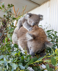 A Koala Mother and Baby
