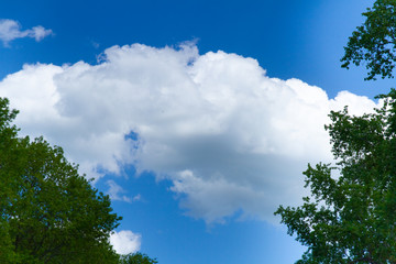 Obraz premium White cloud in the blue sky among the leaves of trees.
