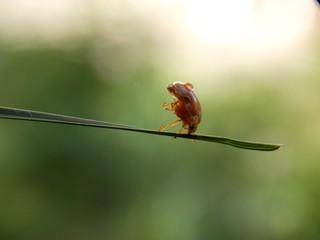 a small yellow ladybug cleans itself from raindrops