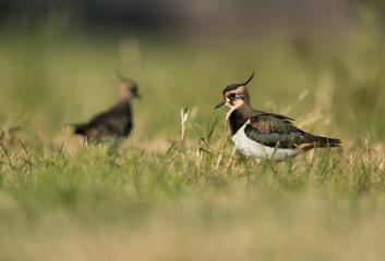 Beautiful Northern Lapwing