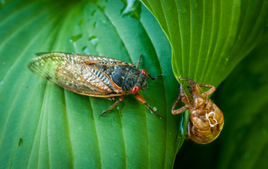 Cicada with exoskeleton