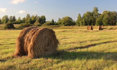 rolls with hay or straw in the field.