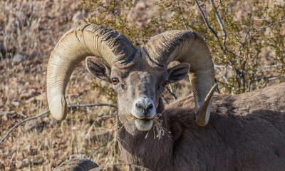 Fototapeta premium desert bighorn sheep on red rocks